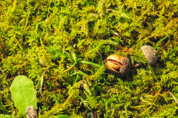 acorn and moss