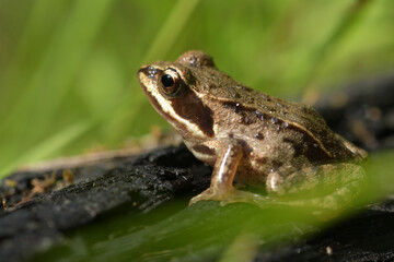 Fototapeta premium Lake frog on a green background