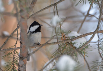 Coal tit in winter thickets
