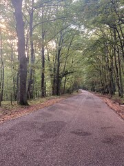 Fototapeta premium road in the woods