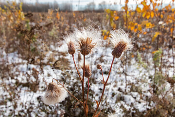 Dried creeping thistle or field thistle. Floral autumn background made of dry fluffy seeds. Against the background of a field with brown grass.