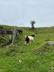 Baby goat on a hill