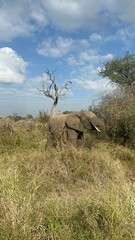 Elephant in the savanna 