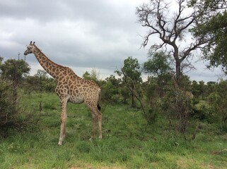 giraffe in the savannah
