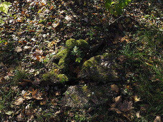 Obraz premium Young tree sprouting from mossy stump in autumn forest