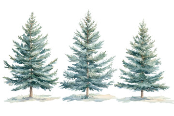 Obraz premium Vibrant Watercolor Picea Pungens Evergreen Trees Set for Nature Designs