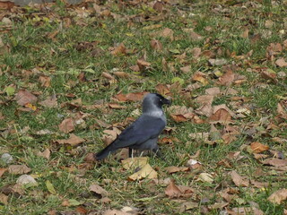 Obraz premium Crow on an autumn lawn among fallen leaves