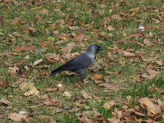 Obraz premium Grey Crow on Autumn Lawn Among Fallen Leaves