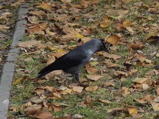 Crow among autumn leaves on a sidewalk in the park