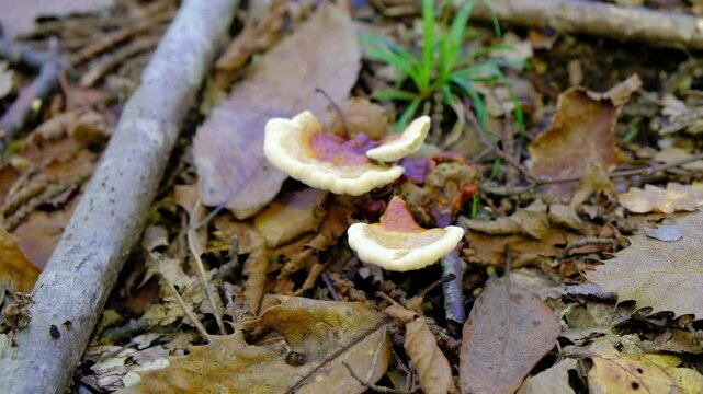 mushrooms in the forest, ganoderma lucidum