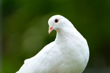 Fototapeta premium Beautiful pure white dove seen in a rural garden against a lush green background. Seen on a lush green, garden background.