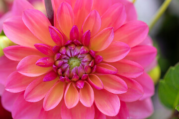 Pink Zinnia blossoming; British Columbia, Canada