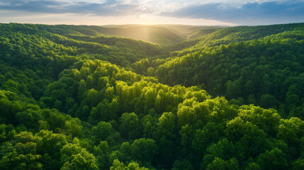Aerial landscape of a dense forest with rolling hills, sunlight casting long shadows over the trees, the vibrant green treetops creating a natural tapestry under a bright blue sky.