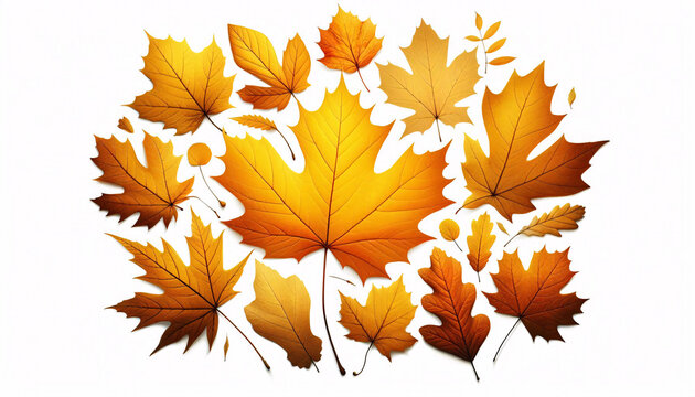 Autumn Fall Golden Leaves seasonal, illustration