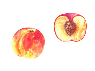 Hand drawn watercolor peach fruit  whole and half cut illustration. Tropical exotic fruit for food and drink background