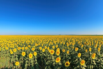 Fototapeta premium A panoramic view of a sunflower field stretching towards the horizon under a clear blue sky. The bright yellow flowers create a stunning contrast against the deep blue background, emphasizing the