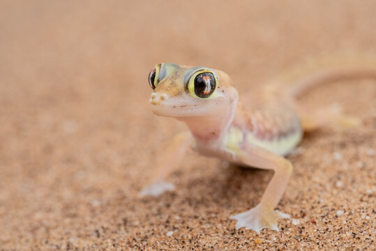 Augen des D&uuml;nengecko, namib dune gecko, endemisch in der Namib, Namibia