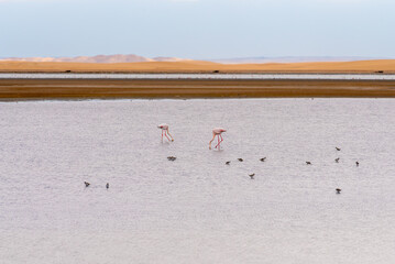 Flamingos in der Lagune von Walvis Bay, Namibia