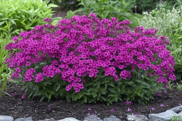 Fototapeta premium Phlox Blossom: Beautiful and Vivid Summer Flowers in Garden