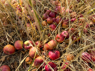 Red apples lie among dry grass, many of them already spoiled and beginning to rot. The unharvested...