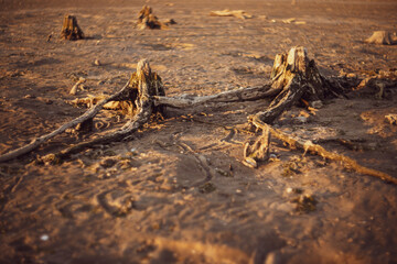 Stumps by the water resembling fairy-tale creatures.