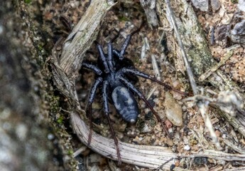 Spider