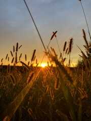 wheat field at sunset