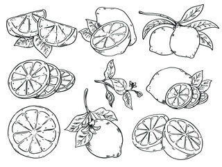 Set of hand drawn lemon and leaf  outline drawing food illustration set2