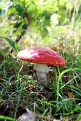 Amanita Muscaria red mushroom toadstool