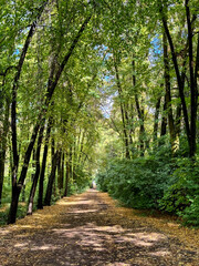 Autumn leaves on the ground along a forest trail. Green trees create a thick canopy, contrasting with the yellow fallen leaves.
