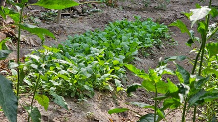 Vegetable garden plants ideal for small-scale family gardens, including mustard greens (Brassica juncea), spinach (Spinacia oleracea), water spinach (Ipomoea aquatica), celery (Apium graveolens)