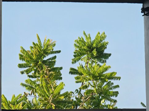 Top of the Averrhoa bilimbi tree, known as bilimbi or cucumber tree, framed by building edges, set against a blue sky. The natural framing highlights its lush green foliage.
