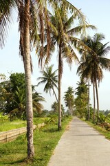 Obraz premium A concrete path through rice fields (Oryza sativa) with irrigation channels along the sides, flanked by tall coconut trees (Cocos nucifera), captured in serene morning light.