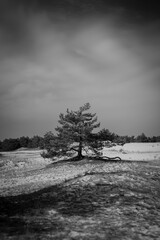 Samotne drzewo na wydmach biało-czarne