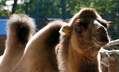  The head of a two-humped camel is chewing grass in close-up
