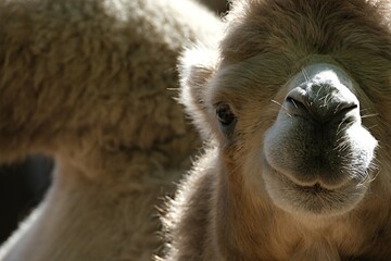  The head of a two-humped camel is chewing grass in close-up