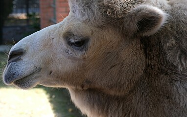  The head of a two-humped camel is chewing grass in close-up
