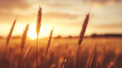 Golden wheat field at sunset, showcasing beauty of nature and harvest. warm tones create serene atmosphere, perfect for capturing essence of rural life