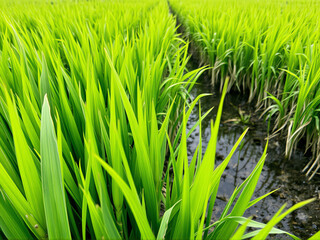 Obraz premium Lush green rice plants flourishing in a paddy field during bright daylight hours