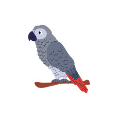Vector illustration with a tropical grey parrot sitting on a branch on a white background.