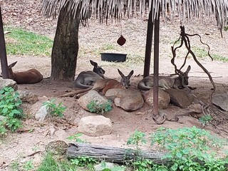 Red Kangaroo (Macropus rufus) in thailand © NatthachaiJin