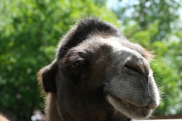  The head of a two-humped camel is chewing grass in close-up