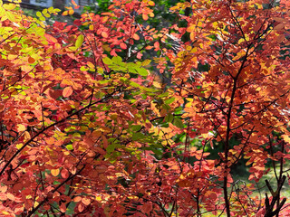 The bright yellow-orange fine foliage on the shrub is translucent in the sunny evening light close up.