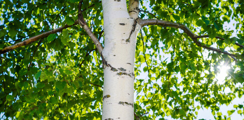 White Birch in Summer time background, trunk of birch tree 