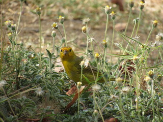 natureza viva brasil salve o planeta  © nan
