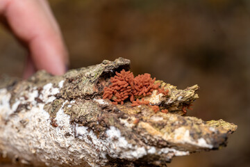 Fototapeta premium Arcyria denudata Carnival Candy Slime Mold