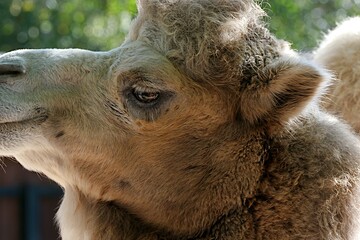  The head of a two-humped camel is chewing grass in close-up