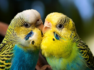 2 yellow budgerigars snuggle, cuddle and love eat other