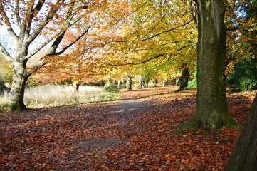 An English Autumn walk