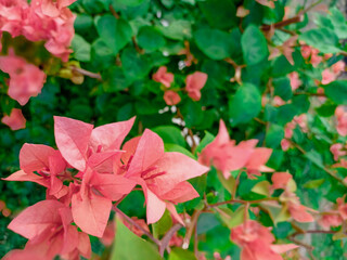 Bougainvillea orange is difficult for people to find